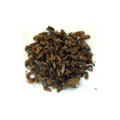 Bourgeons de pin 100 g