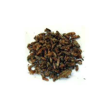 Bourgeons de pin 100 g