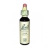 Elm (Orme) Fleur de Bach 11