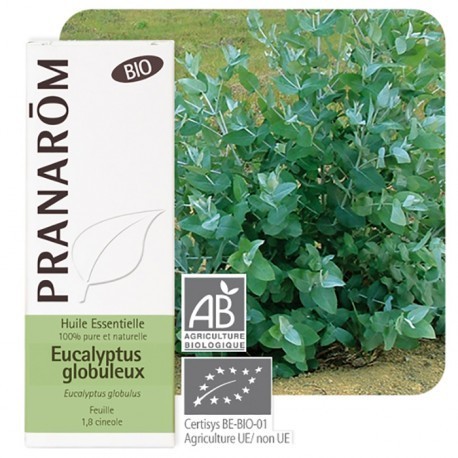 Eucalyptus globulus 10ml