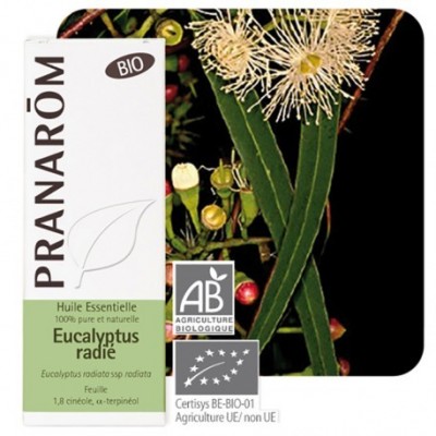 Eucalyptus radiata 10ml