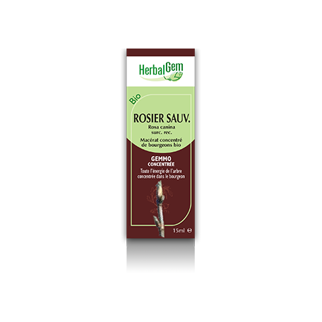 Rosier sauvage herbalgem