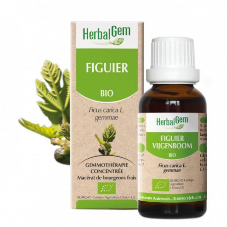 Figuier bourgeons Bio - 30ml