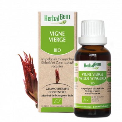 Vigne Vierge Bourgeons 30ml