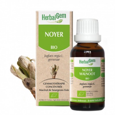 Noyer Bourgeons 30ml